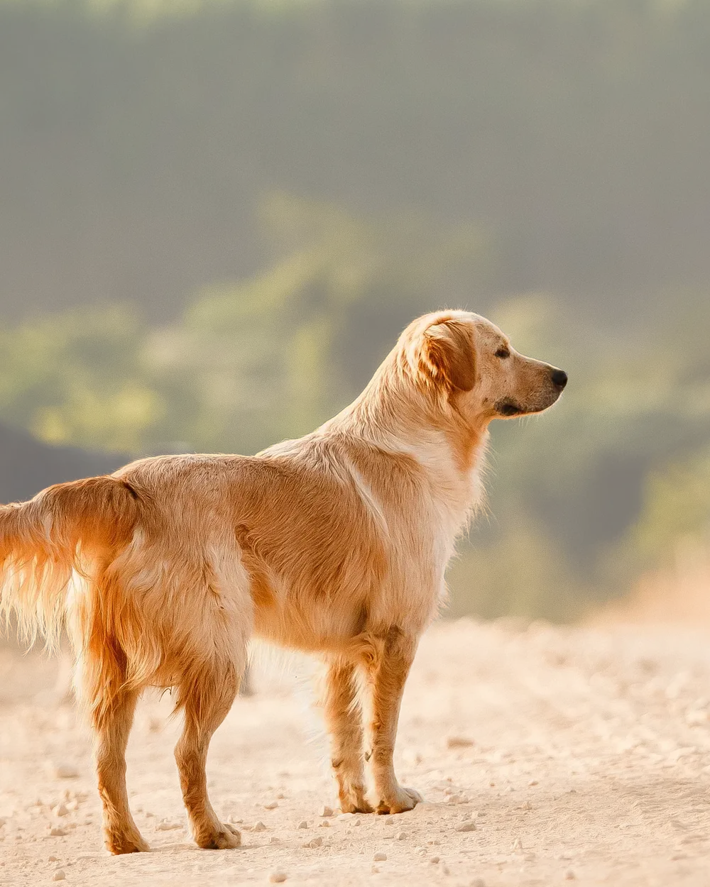 A golden retriever standing on a country road in evening light